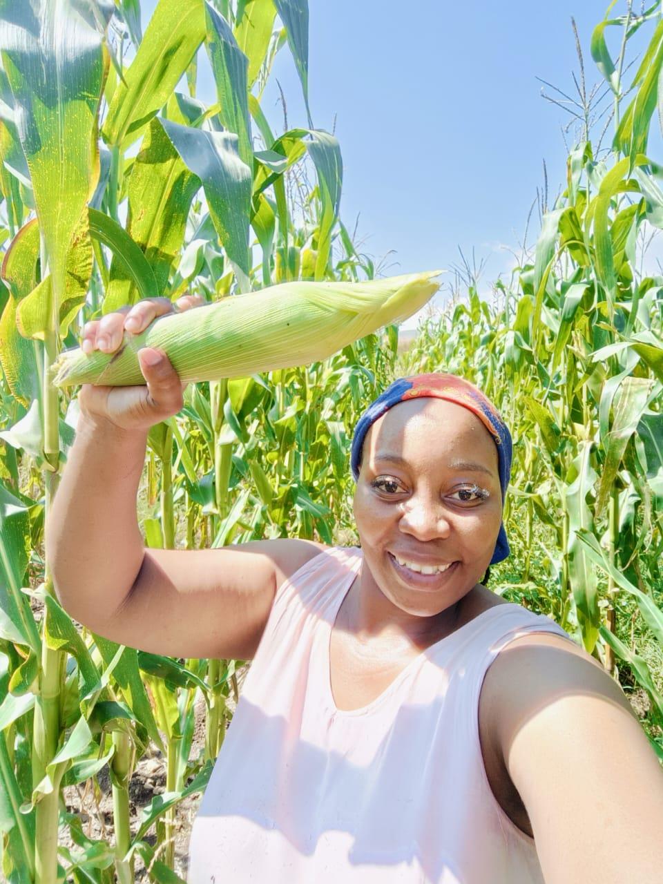 Fresh maize harvested in Enkombane